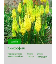 Книфофия Vanilla