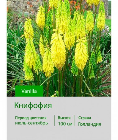 Книфофия Vanilla