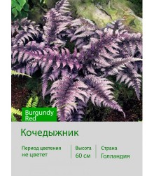Кочедыжник Burgundy Red