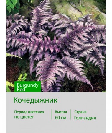 Кочедыжник Burgundy Red