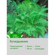 Кочедыжник Lady in Red