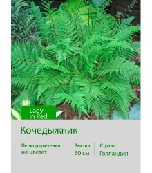 Кочедыжник Lady in Red