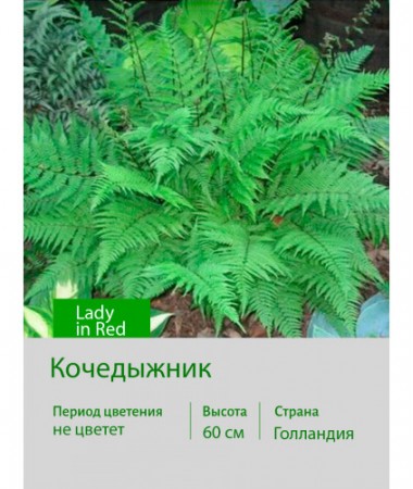 Кочедыжник Lady in Red