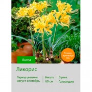 Ликорис Aurea