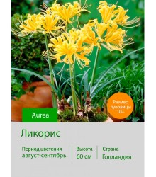 Ликорис Aurea