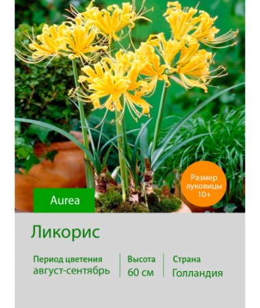 Ликорис Aurea