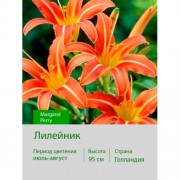 Лилейник Margaret Perry