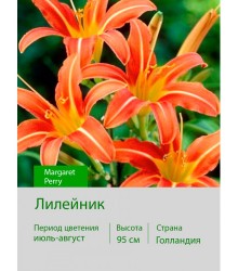 Лилейник Margaret Perry Лилейник Margaret Perry