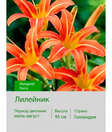 Лилейник Margaret Perry