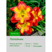 Лилейник Rocket City