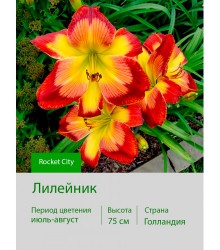 Лилейник Rocket City Лилейник Rocket City