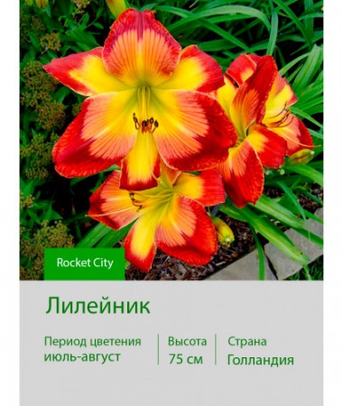 Лилейник Rocket City