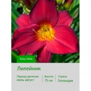 Лилейник Ruby Stella
