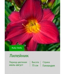 Лилейник Ruby Stella Лилейник Ruby Stella
