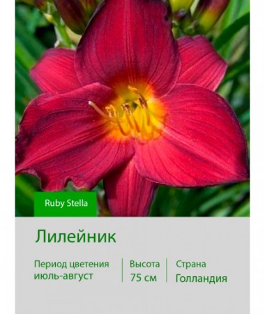 Лилейник Ruby Stella
