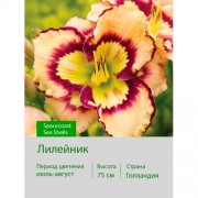 Лилейник Spacecoast Sea Shells