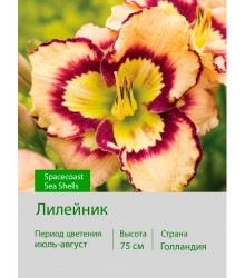 Лилейник Spacecoast Sea Shells Лилейник Spacecoast Sea Shells