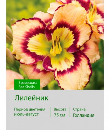 Лилейник Spacecoast Sea Shells