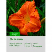 Лилейник Younique Orange®