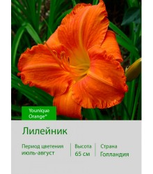 Лилейник Younique Orange® Лилейник Younique Orange®