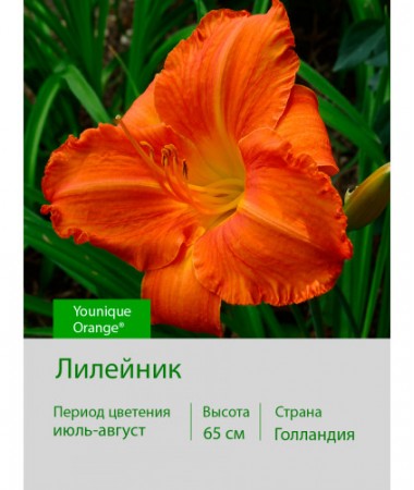 Лилейник Younique Orange®