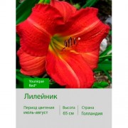 Лилейник Younique Red®