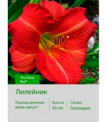 Лилейник Younique Red® Лилейник Younique Red®
