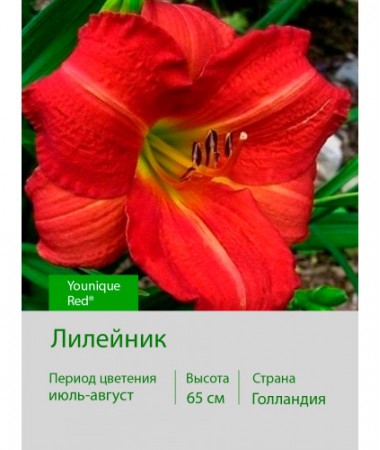 Лилейник Younique Red®