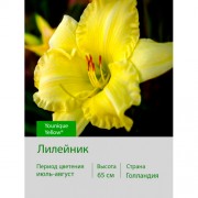 Лилейник Younique Yellow®