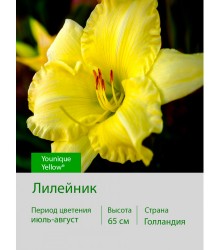 Лилейник Younique Yellow® Лилейник Younique Yellow®