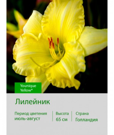 Лилейник Younique Yellow®