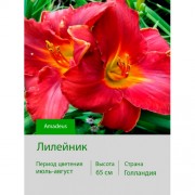 Лилейник Amadeus