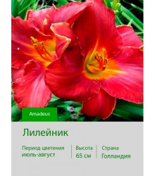 Лилейник Amadeus Лилейник Amadeus
