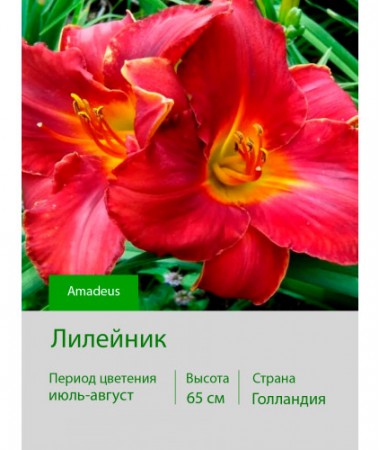 Лилейник Amadeus