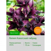 Лилия Black Charm