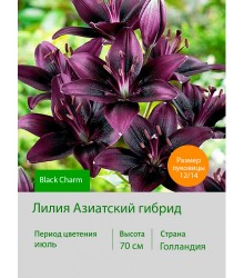 Лилия Black Charm