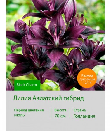 Лилия Black Charm