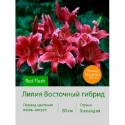 Лилия Red Flash