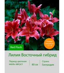 Лилия Red Flash