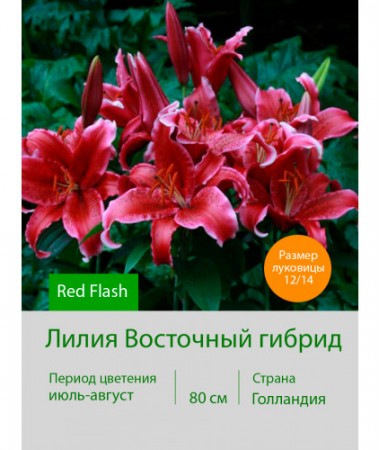 Лилия Red Flash