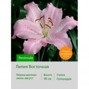 Лилия Peninsula