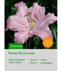 Лилия Peninsula