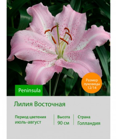 Лилия Peninsula