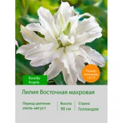 Лилия Roselily Angela