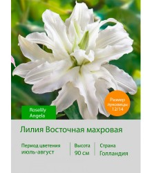 Лилия Roselily Angela