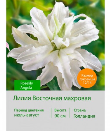 Лилия Roselily Angela