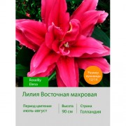 Лилия Roselily Elena