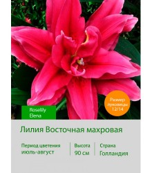 Лилия Roselily Elena