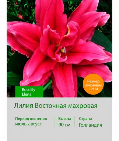 Лилия Roselily Elena