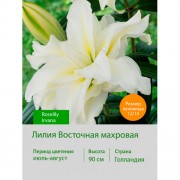 Лилия Roselily Irvana